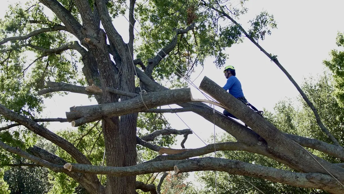 Professional Crown Thinning performed by certified arborists in Long Valley
